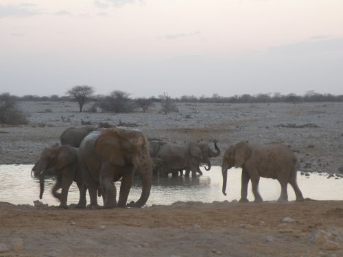 elephant namibia safari