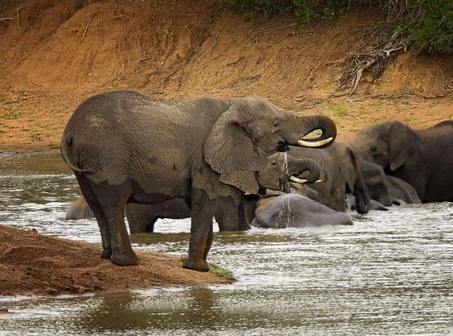 elephant trunk river