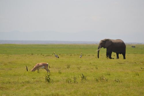 elephant africa forest