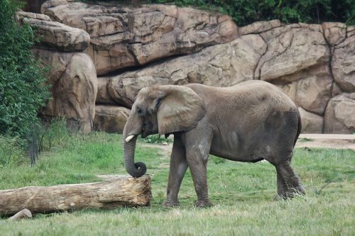 elephant indian elephant trunk
