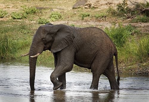 elephant riverbed trunk