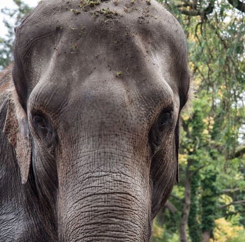 elephant animal portrait