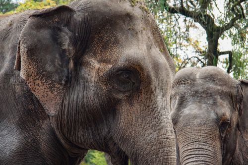 elephant animal pachyderm