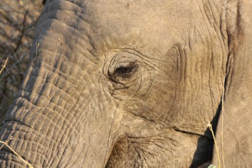 elephant wildlife safari