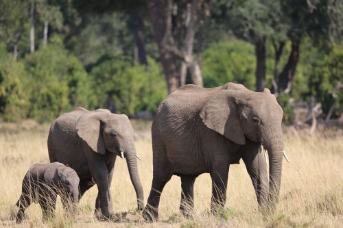 elephant family wildlife
