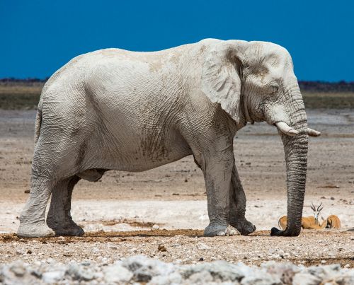 elephant africa namibia