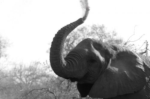 elephant wildlife africa