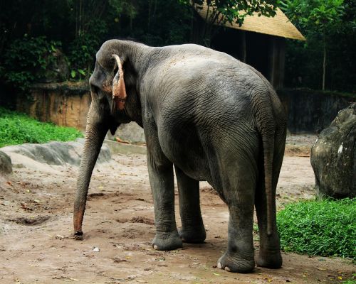 elephant animal zoo