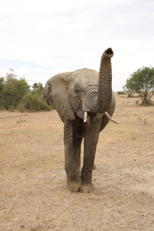 elephant get away africa