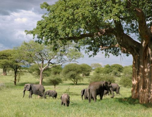 elephant elephants tanzania