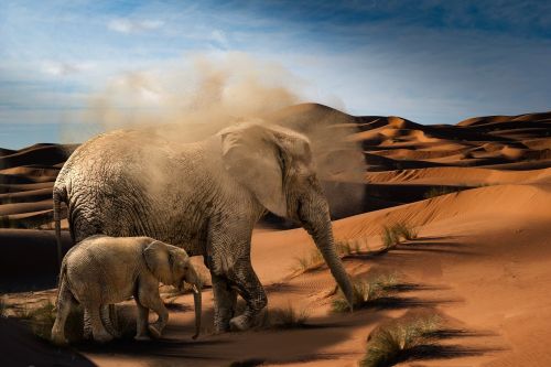 elephant baby elephant desert