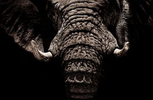 elephant tusks ivory