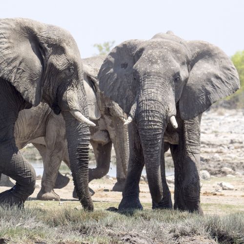 elephant safari africa