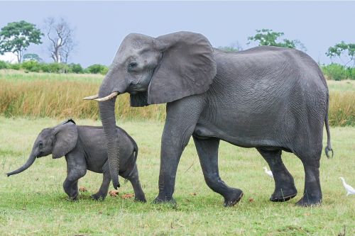 elephant africa african bush elephant