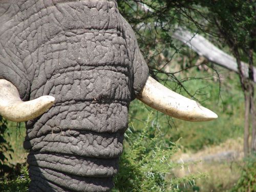 elephant tusks wild