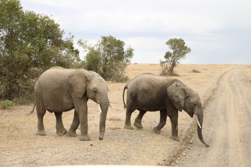 elephant safari animal