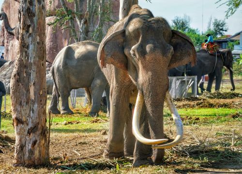 elephant old tusks