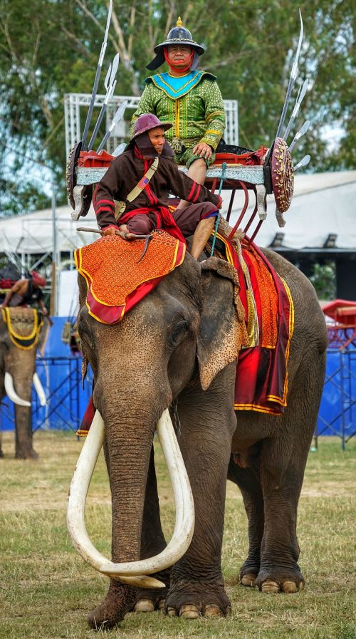 elephant festival warrior