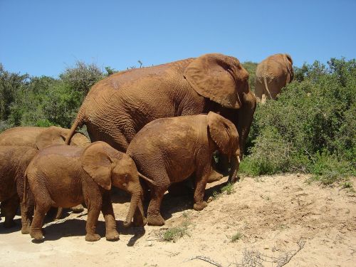 elephant wild south africa