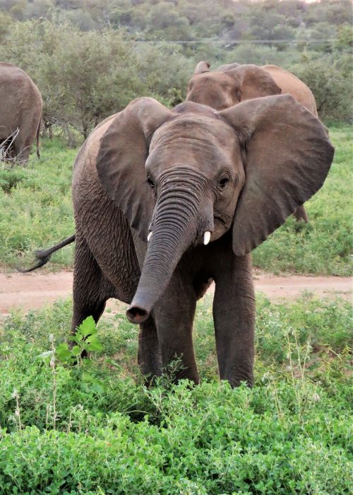 elephant baby trunk