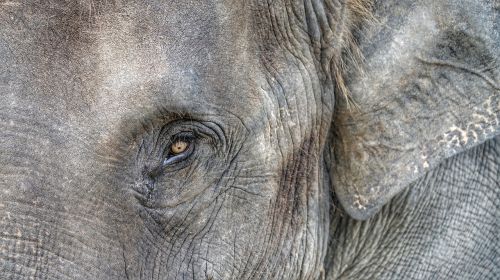 elephant eye closeup