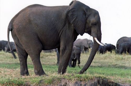 elephant mammal wildlife