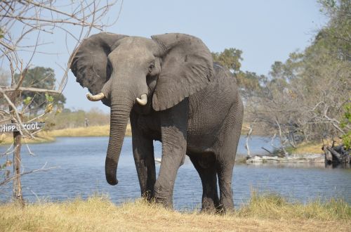 elephant africa wildlife