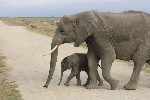elephant baby africa