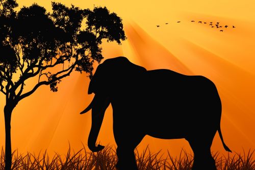 elephant sunset silhouette