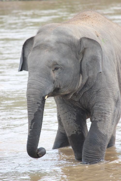 elephant wildlife water