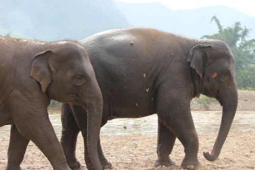 elephant mammal wildlife