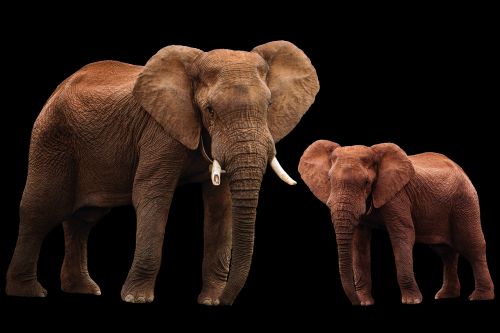 elephant animal animals