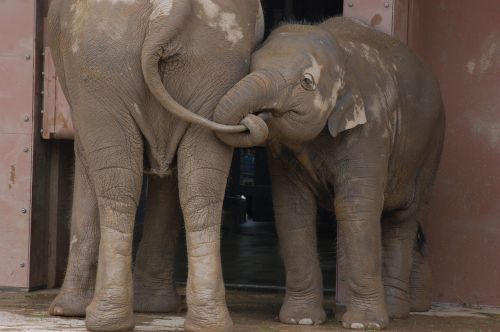 elephant trunk ivory