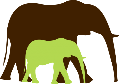 elephant jumbo elephant baby