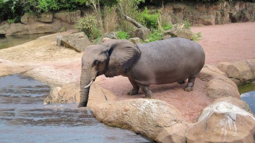 elephant hippo assembly