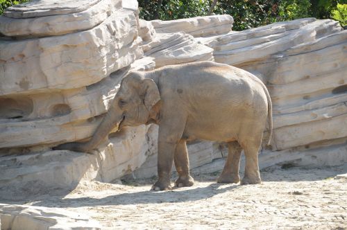 elephant animal zoo