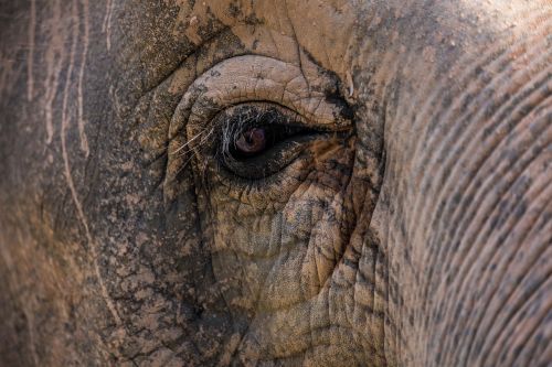 elephant close up close
