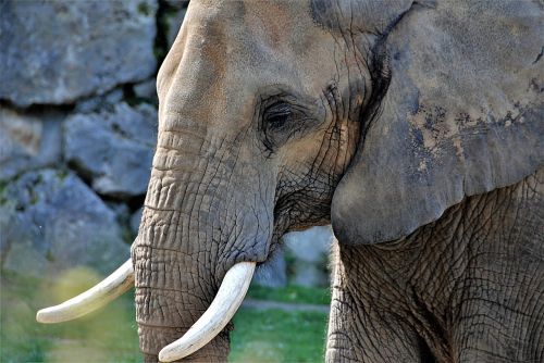 elephant pachyderm tusks