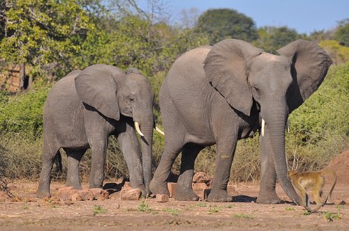 elephant  mammal  wildlife