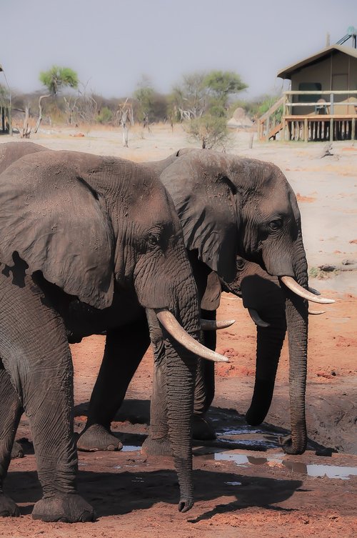 elephant  mammal  trunk