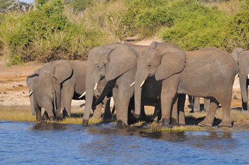 elephant  wildlife  mammal