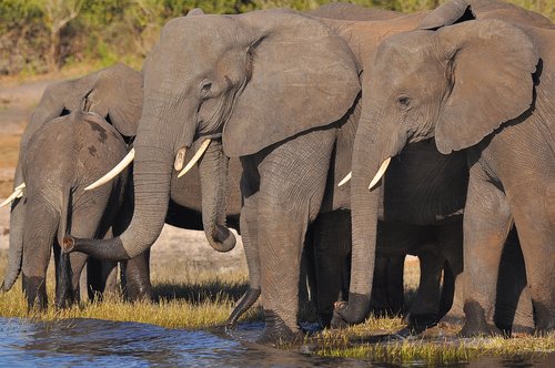elephant  ivory  mammal