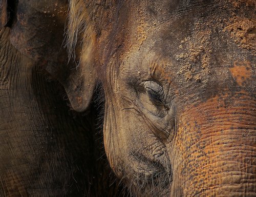 elephant  elephant skin  portrait