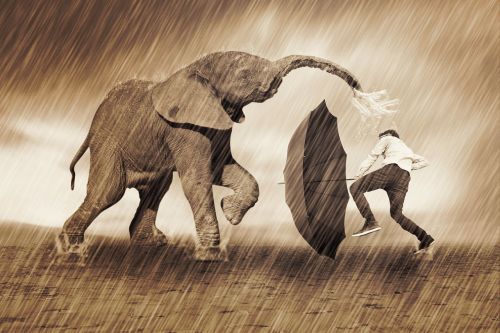 elephant play rain