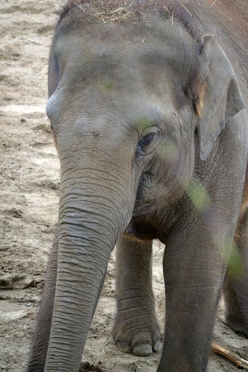 elephant baby elephant baby
