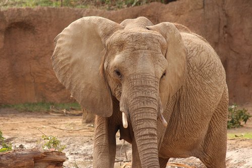 elephant  zoo  gray