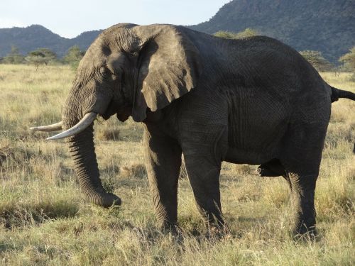 elephant serengeti sunset