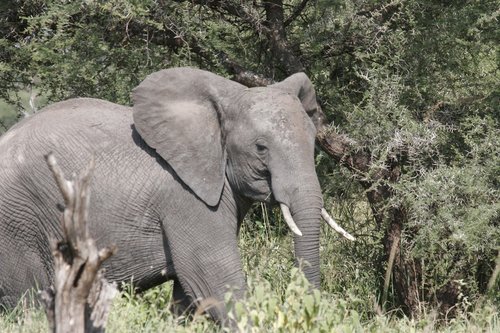 elephant  africa  tarangire