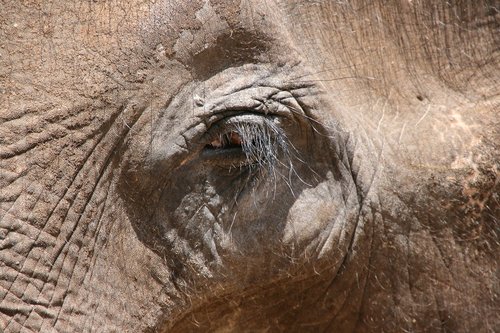 elephant  eye  animal