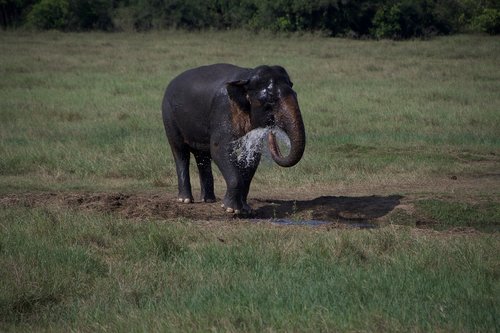 elephant  drink  nature